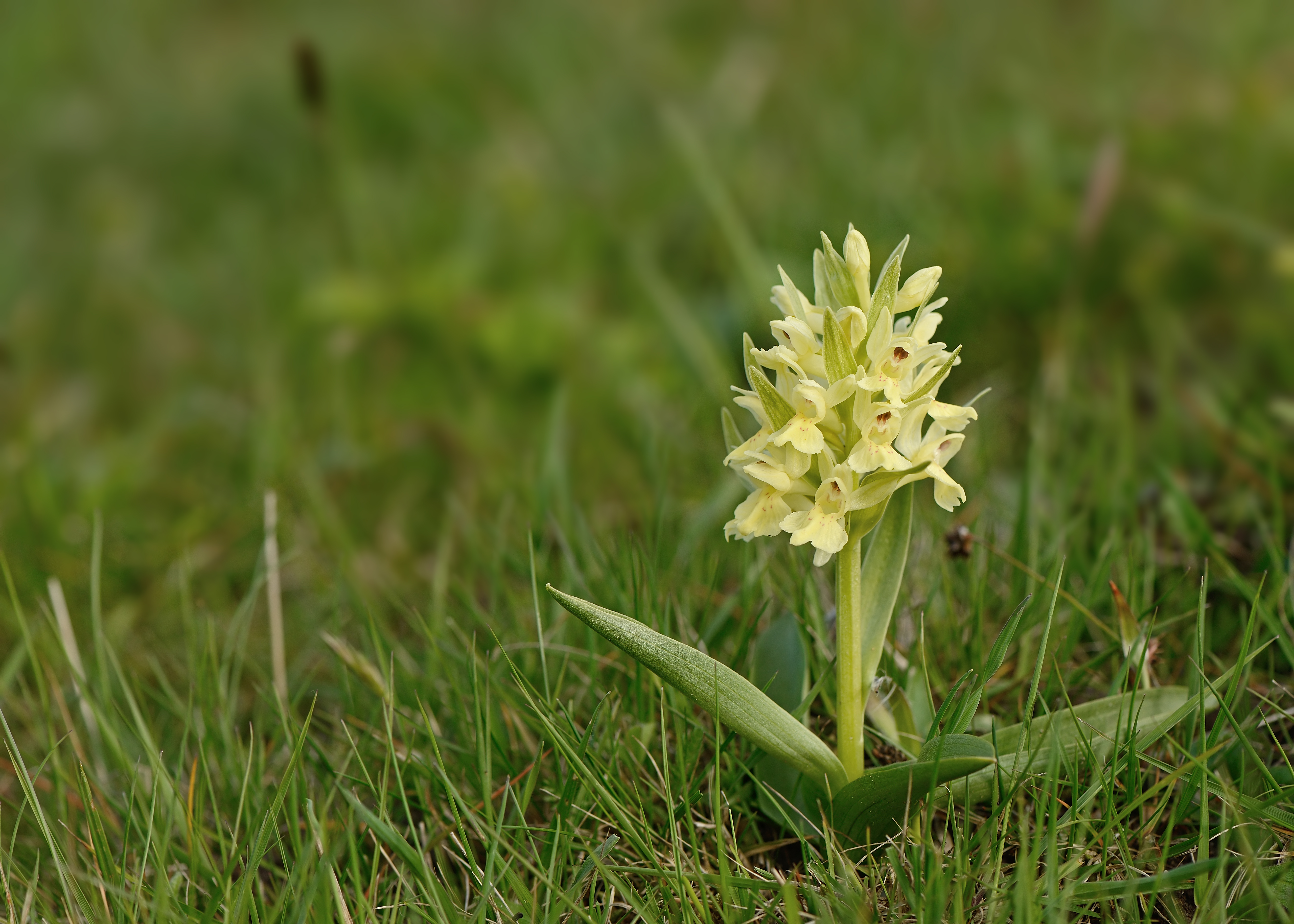 Bleggul udgave af hyldegøgeurt
