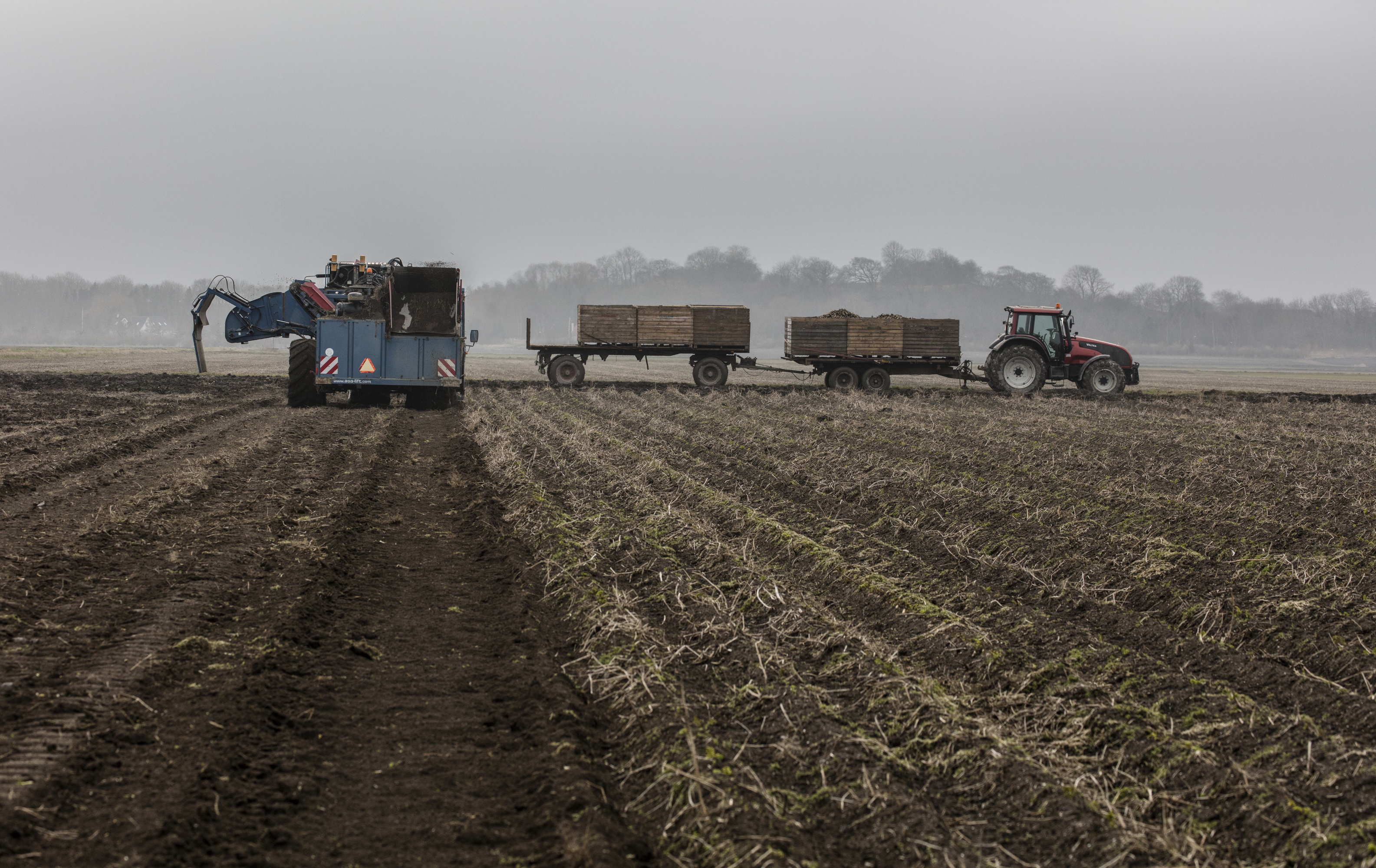 Traktor og kartoffelopsamler i gang med arbejdet på på en diset mark