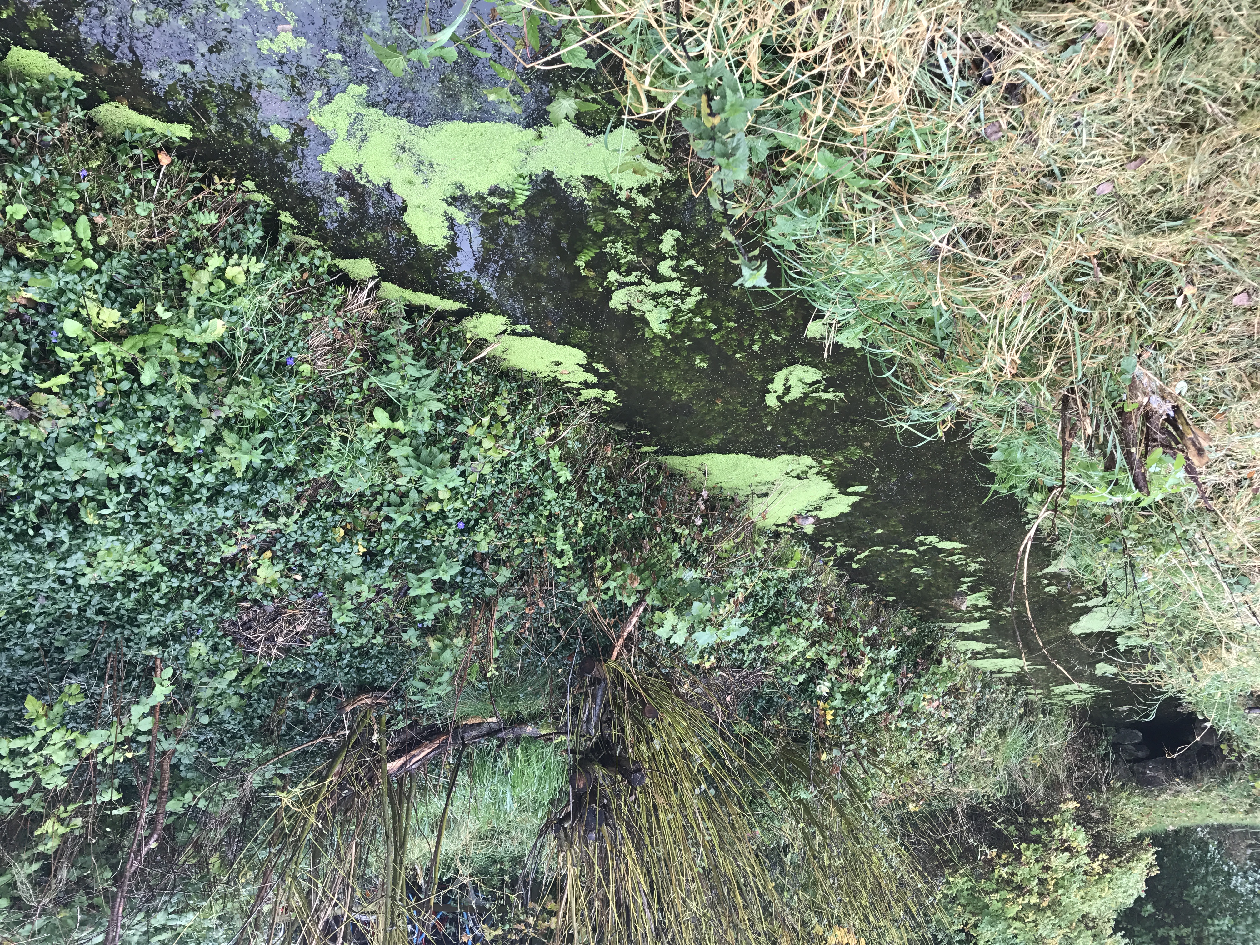 Et vandløb med lidt andemad på vandoverfladen