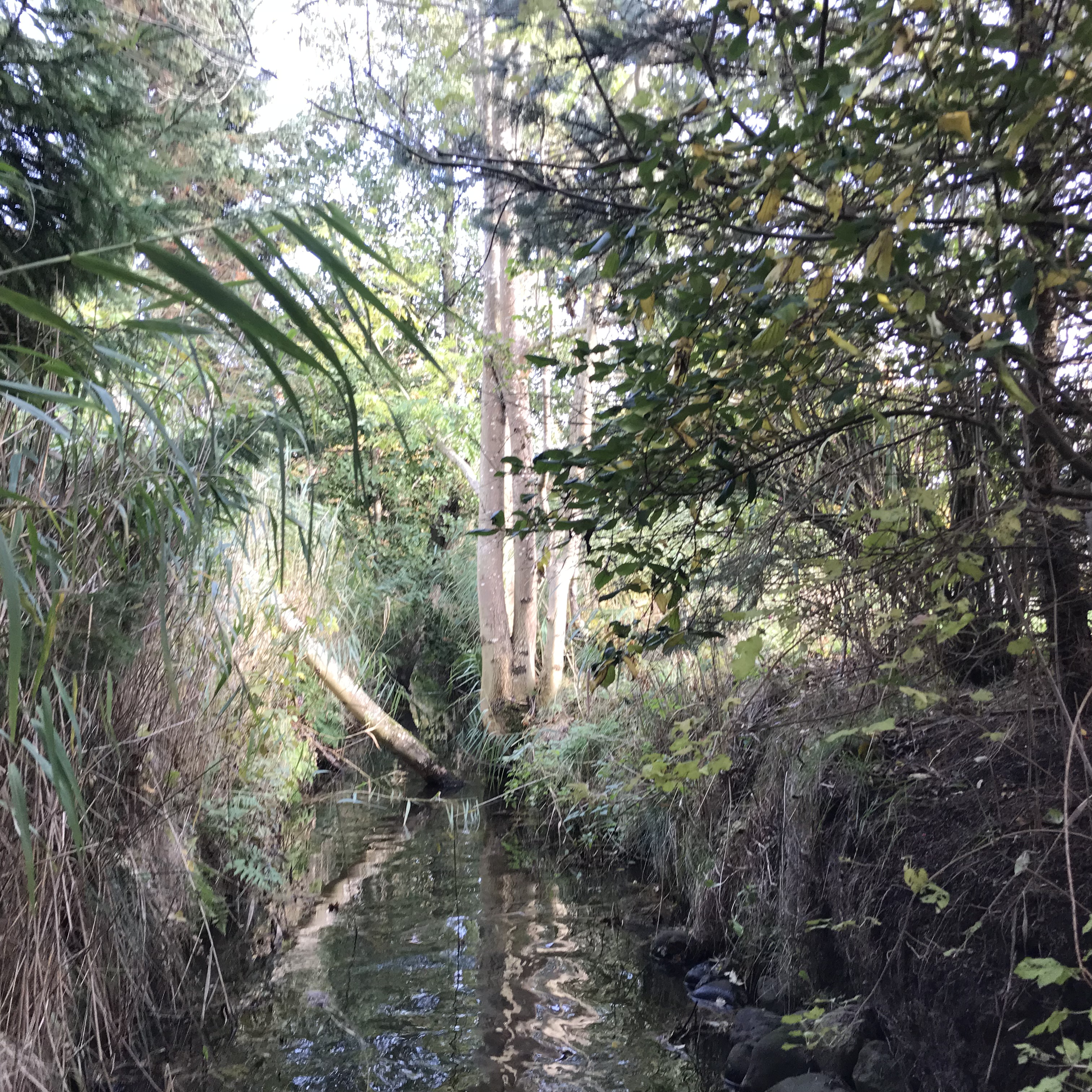 Et vandløb med træer på kanten. Det ene træ hælder ud over vandløbet.