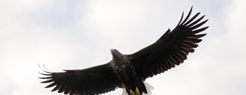 En flyvende havørn er et af de mest imponerende syn i dansk natur
