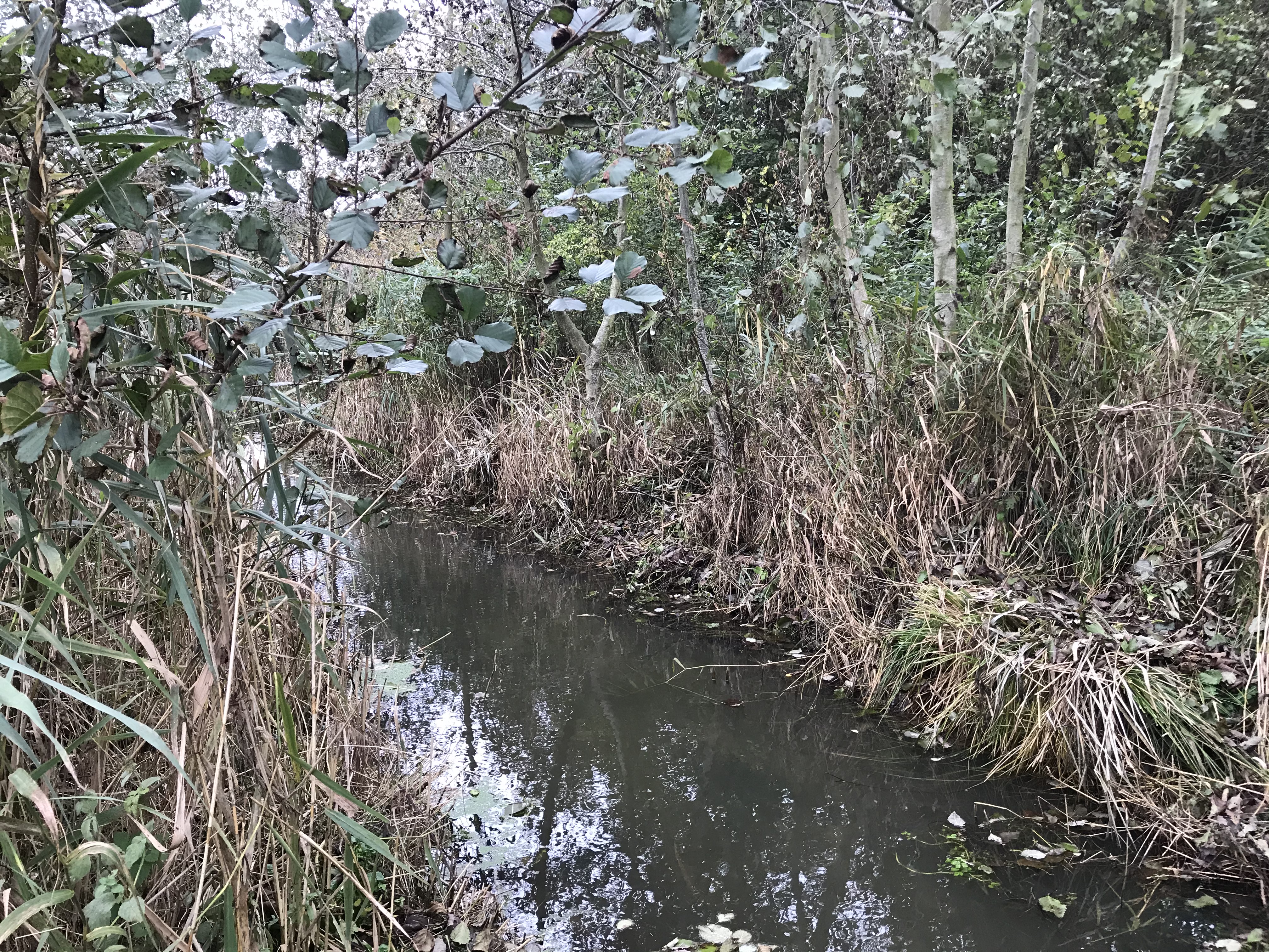 Et vandløb med planter på bredden