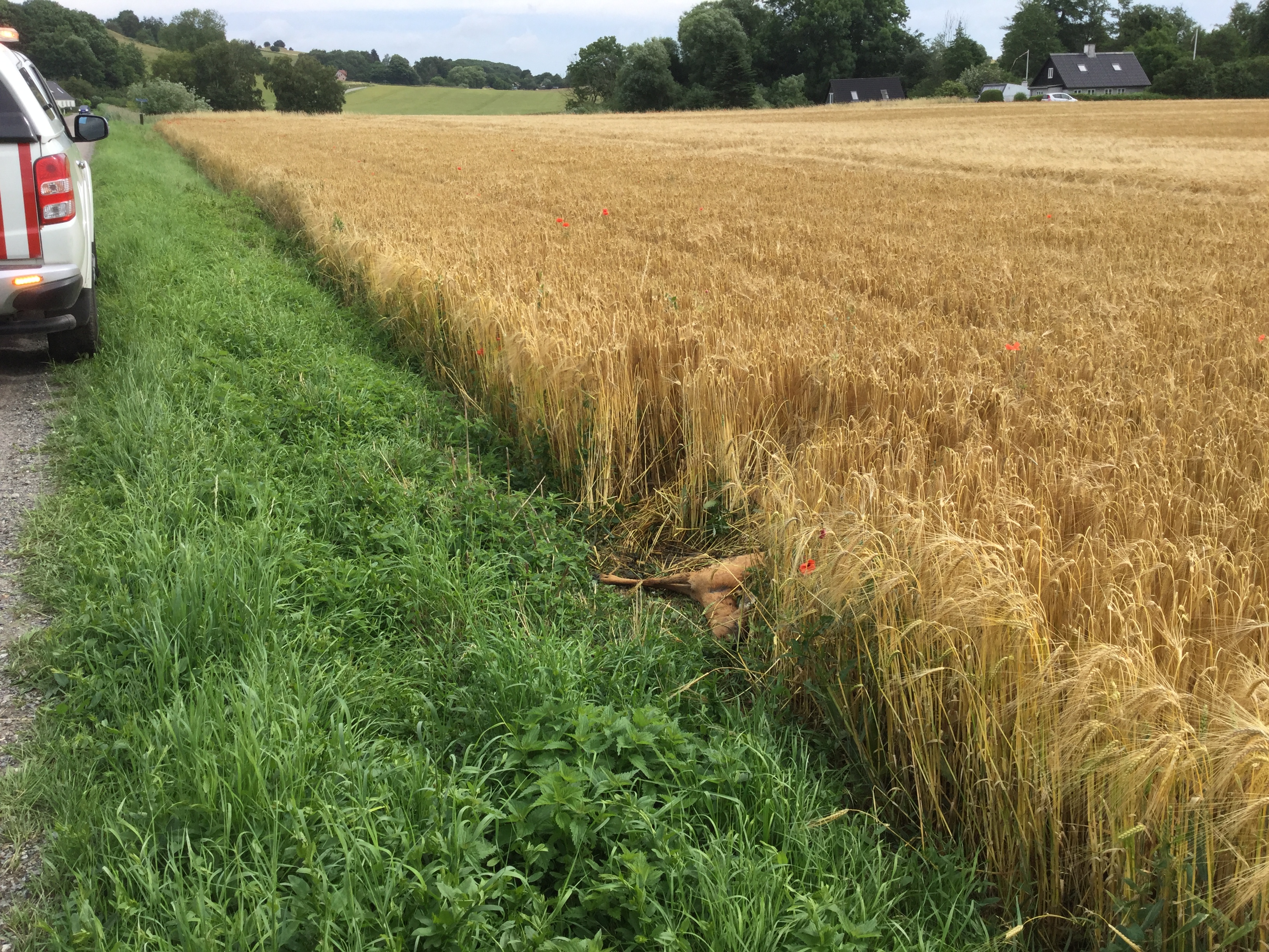 Dødt rådyr i skellet mellem grøn græsrabat og en gylden bygmark