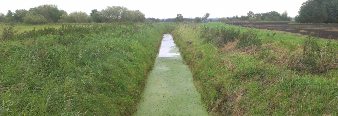 Et vandløb med udyrkede bræmmer langs begge sider.